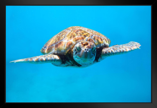Sea Turtle Close Up Photo Sea Turtle Pictures Turtle Poster Aquatic Pictures Sea Prints Wall Art Turtle Shell Art Turtle Pictures Wall Art Wall Turtle Decor Black Wood Framed Art Poster 20x14