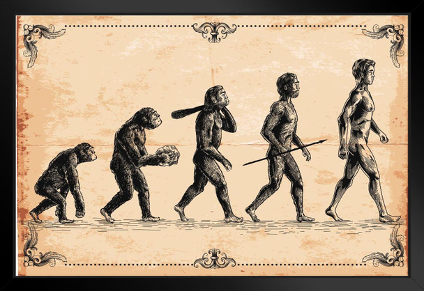 Human Evolution Classic Ape Walking Upright Evolving Into Human Man Vintage Illustration Science Educational Classroom Decoration Black Wood Framed Art Poster 20x14