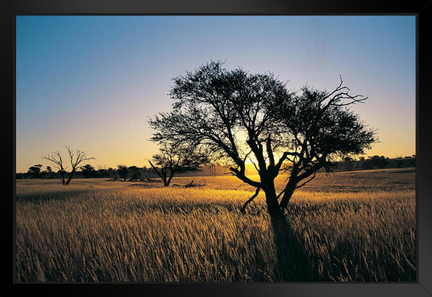 Camelthorn Tree in Kalahari Landscape at Sunset Photo Art Print Black Wood Framed Poster 20x14