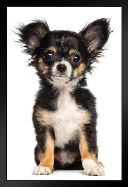 Chihuahua Puppy Sitting Posing Puppy Posters For Wall Funny Dog Wall Art Dog Wall Decor Puppy Posters For Kids Bedroom Animal Wall Poster Cute Animal Posters Black Wood Framed Art Poster 14x20