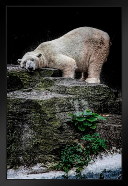 The Contented Bear by Chris Lord Photo White Polar Big Bear Poster Large Bear Picture of a Bear Posters for Wall Bear Print Wall Art Bear Pictures Wall Decor Black Wood Framed Art Poster 14x20