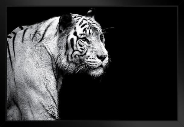 White Tiger Black and White Tiger Art Print Tiger Pictures Wall Decor Tiger Stripe Print Jungle Animal Art Print Tiger Whiskers Decor Pictures of Tigers Photo Black Wood Framed Art Poster 20x14