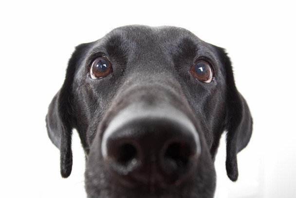 Curious Black Labrador Retriever Dog Close Up Black Lab Face Portrait Cute Nose Closeup Photo Photograph Cool Wall Decor Art Print Poster 36x24