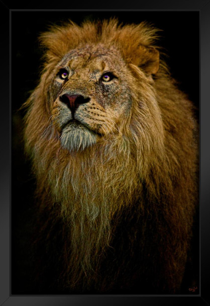 Waiting Lion by Chris Lord Male Lion Mane Lion Posters For Wall Lion Pictures Wall Decor Picture Of Lions African Travel Poster Safari Picture Lions Home Decor Black Wood Framed Art Poster 14x20
