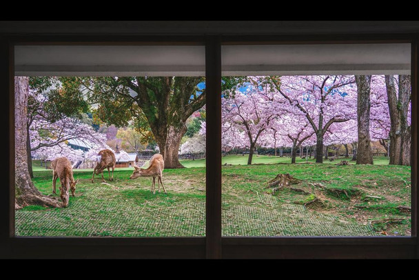 View Through Window into Nara Park Nara Japan Photo Photograph Cool Wall Art Print Poster 36x24