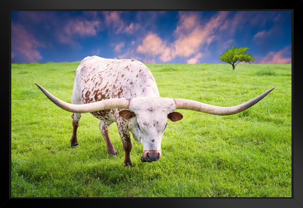 Texas Longhorn Cow Grazing at Dawn Photograph Bull Pictures Wall Decor Longhorn Picture Longhorn Wall Decor Bull Picture of a Cow Print Decor Bull Horns for Wall Black Wood Framed Art Poster 20x14