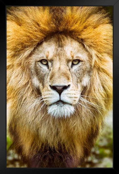 African Lion Head Shot Male Lion Mane Lion Posters For Wall Lion Pictures Wall Decor Picture Of Lions African Travel Poster Safari Picture Lions Home Decor Pride Black Wood Framed Art Poster 14x20