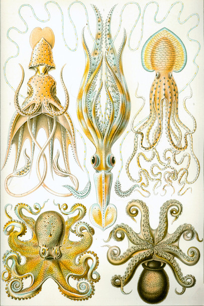 Ernst Haeckel Gamochonia Octopus Ocean Creatures Nature Illustration Print Cool Wall Art Print Poster 12x18