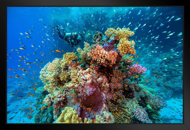 Extreme Underwater Seascape Photo Photograph Cool Fish Poster Aquatic Wall Decor Fish Pictures Wall Art Underwater Picture of Fish for Wall Wildlife Reef Poster Black Wood Framed Art Poster 20x14