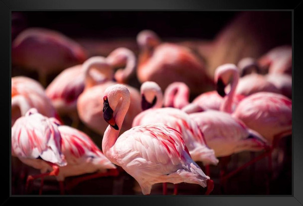 Pink Flamingos Flock Wading Photograph Flamingo Prints Flamingo Wall Decor Beach Theme Bathroom Decor Wildlife Print Pink Flamingo Bird Exotic Beach Poster Black Wood Framed Art Poster 20x14