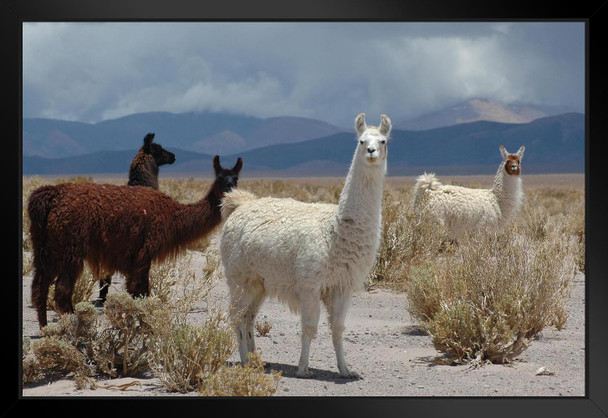 Llamas Standing in Jujuy Province of Argentina Photo Black Wood Framed Art Poster 20x14