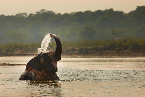 Elephant Playing in River Chitwan National Park Nepal Photo Art Print Cool Huge Large Giant Poster Art 54x36