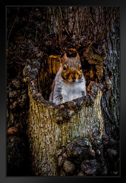 Pop Up Squirrel In Tree by Chris Lord Nature Wild Animal Cute Squirrel Den Tree Branch Photo Photograph Black Wood Framed Art Poster 14x20