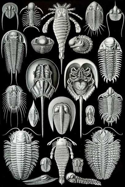 Ernst Haeckel Aspidonia Merostomata Trilobita Nature Art Forms Illustration Print Cool Wall Art Print Poster 24x36
