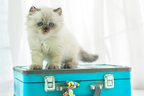 Baby Himalayan Cat Standing on Vintage Suitcase Photo Photograph Cool Wall Decor Art Print Poster 36x24