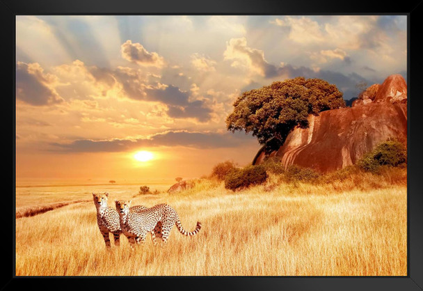 Cheetahs in the African Savanna at Sunset Cheetah Pictures Wall Decor Jungle Animal Pictures for Wall Posters of Wild Animals Savanna Pictures Cheetah Wall Decor Black Wood Framed Art Poster 20x14