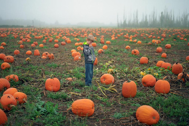 Young Boy Tries to Pick Out a Pumpkin Photo Art Print Cool Huge Large Giant Poster Art 54x36