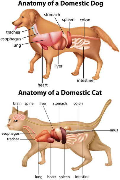 Anatomy Of Domestic Dog And Cat Educational Chart Animal Biology Science Classroom Class Scientific Medical Organs Diagram Terminology Cool Huge Large Giant Poster Art 36x54