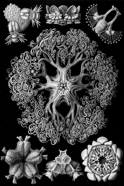 Ernst Haeckel Ophiodea Starfish Details Anatomy Aquatic Animal Nature Illustration Cool Wall Art Print Poster 24x36