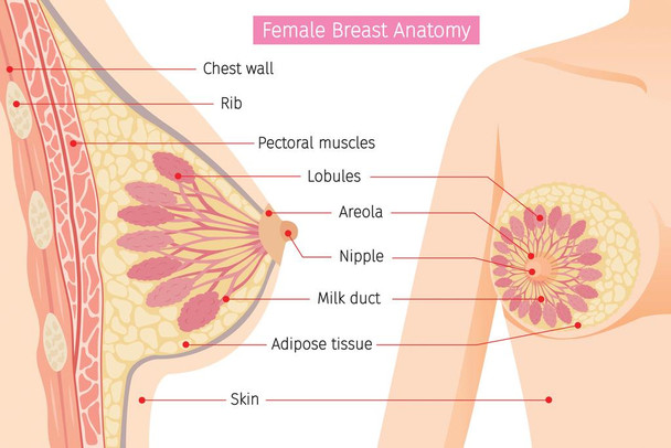 Cross Section Of Female Breast Human Anatomy Educational Chart Cool Huge Large Giant Poster Art 54x36