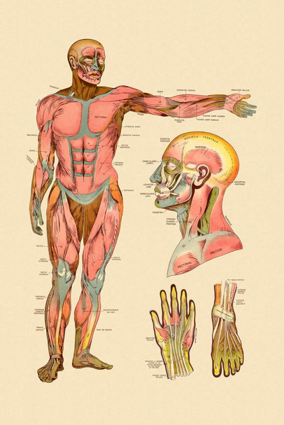 Diagram Of Front Muscles Of Human Body Vintage Anatomy Chart Cool Huge Large Giant Poster Art 36x54