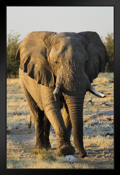 Lonely Male Elephant Walking Etosha National Wildlife Park Photo Art Print Black Wood Framed Poster 14x20