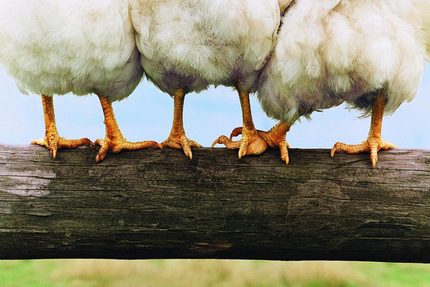 Chicken on a Fence Photo Photograph Humor Chicken Art Chicken Decor Hen Art Farm Kitchen Wall Art Chicken Cool Funny Chicken Poster Chicken Decor Funny Cool Huge Large Giant Poster Art 54x36