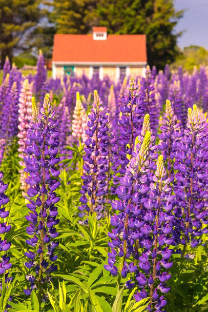 Lupines Growing in Cottage Garden Cape Elizabeth Photo Art Print Cool Huge Large Giant Poster Art 36x54