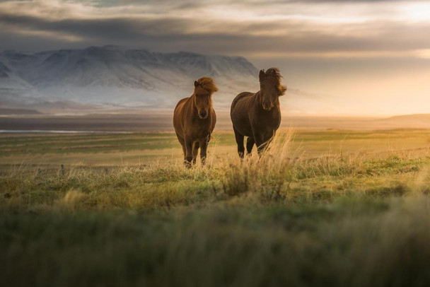 Icelandic Horses in the Field at Dawn Wild Horses Decor Galloping Horses Wall Art Horse Poster Print Poster Horse Pictures Wall Decor Running Horse Breed Poster Cool Huge Large Giant Poster Art 54x36