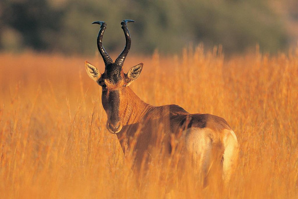 Hartebeest African Antelope in the WIld Photo Photograph Deer Poster Deer Photo Deer Art Deer Pictures Wall Decor Deer Antler Pictures Deer Antler Wall Decor Cool Huge Large Giant Poster Art 54x36