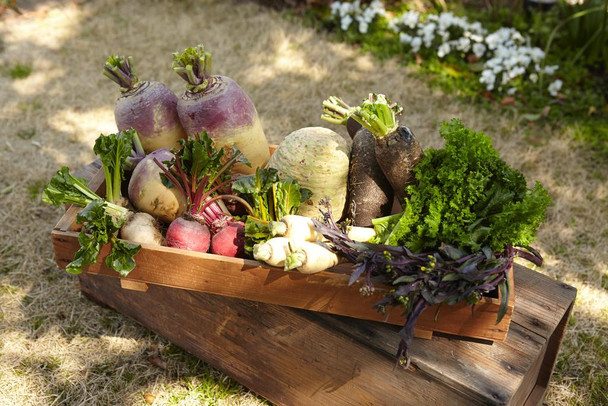Garden Vegetables in a Wooden Box Photo Art Print Cool Huge Large Giant Poster Art 54x36