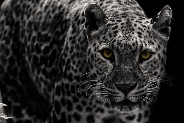 Leopard Close Up Black and White Leopard Pictures Wall Decor Jungle Animal Pictures for Wall Posters of Wild Animals Jungle Leopard Print Decor Animal Wall Decor Cool Huge Large Giant Poster Art 54x36