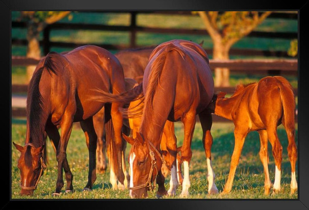 Horse Family Thoroughbred Mares Foals Horses Grazing in Pasture Grass Animal Farm Ranch Photo Photograph Black Wood Framed Art Poster 20x14