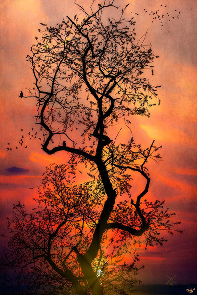 The Last Tree In The Forest by Chris Lord Photo Art Print Cool Huge Large Giant Poster Art 36x54