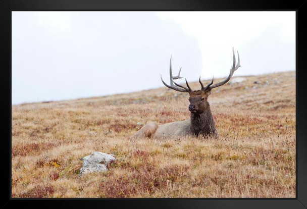 Elk Lying Down Rocky Mountain National Park Photograph Deer Poster Deer Photo Deer Art Deer Pictures Wall Decor Deer Antler Pictures Deer Antler Wall Decor Deer Black Wood Framed Art Poster 20x14