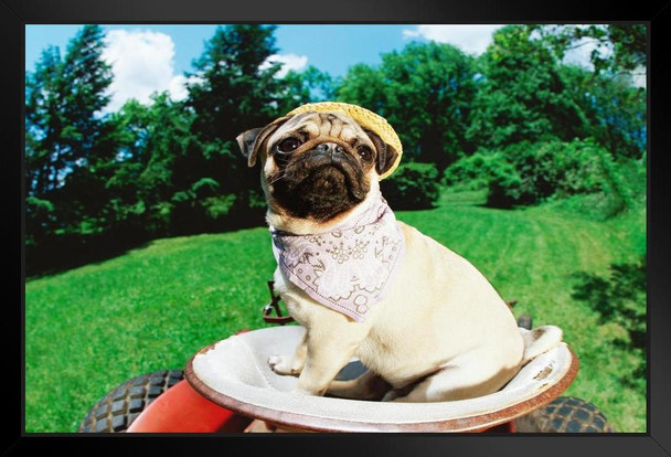 Funny Pug Wearing Straw Hat Bandana on Lawn Mower Photo Art Print Black Wood Framed Poster 20x14