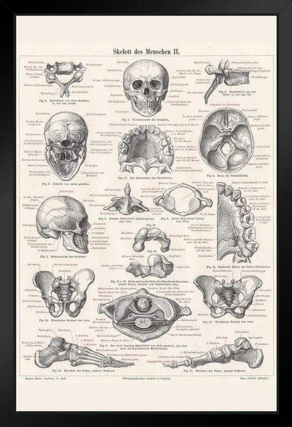 Skeleton of Man 1895 German Illustration Educational Chart Black Wood Framed Poster 14x20