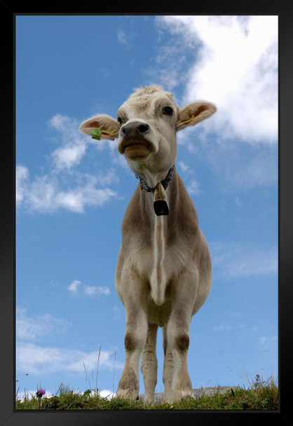 Cow Wearing Bell Low Angle Portrait Photo Photograph Cow Pictures Wall Decor Fun Cow Pictures Cow Baby Picture of a Cow Prints Wall Art Cow Print Wall Decor Black Wood Framed Art Poster 14x20