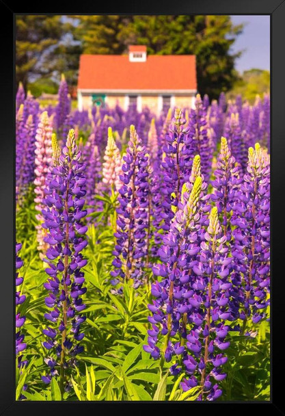 Lupines Growing in Cottage Garden Cape Elizabeth Photo Art Print Black Wood Framed Poster 14x20