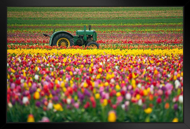 Vintage Green Tractor Colorful Tulip Field Photo Art Print Black Wood Framed Poster 20x14