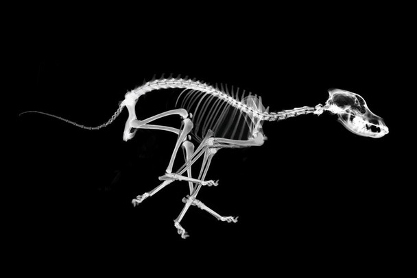 Laminated Skeleton of Running Dog XRay Anatomy Photo Poster Animal Bones Spine Tail Jaws Canine Photograph Poster Dry Erase Sign 18x12