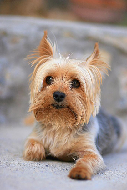 Laminated Portrait of a Miniature Yorkshire Terrier Yorkie Photo Art Print Poster Dry Erase Wall Art 12x18