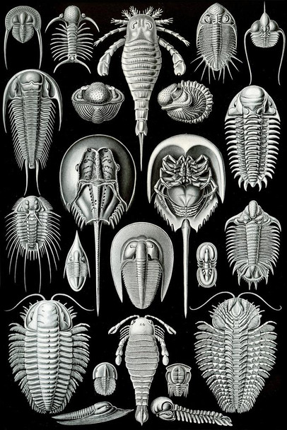 Laminated Ernst Haeckel Aspidonia Merostomata Trilobita Nature Art Forms Illustration Print Poster Dry Erase Sign 12x18
