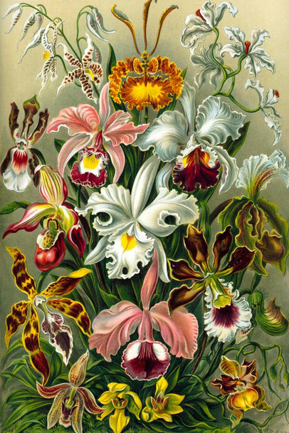 Laminated Orchidae Orchids Flowering Plants Nature Ernst Haeckel Plant Room Decor Aesthetic Plant Art Prints Large Botanical Poster Nature Wall Art Decor Boho Wall Decor Poster Dry Erase Sign 12x18