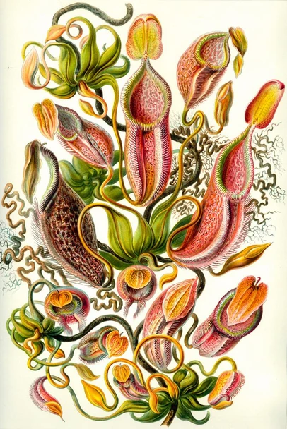 Laminated Ernst Haeckel Nepenthaceae Tropical Pitcher Plant Flowers Nature Poster Dry Erase Sign 12x18