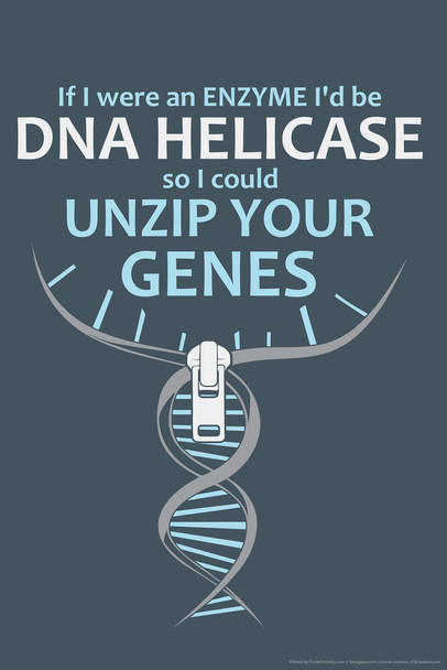 If I Were An Enzyme Id Be DNA Helicase So I Could Unzip Your Genes Science Humor Cool Wall Art Print Poster 12x18