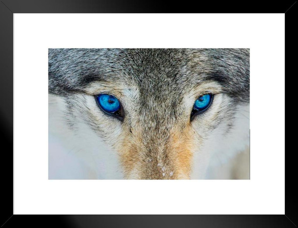 Gray Wolf Bright Blue Eyes Close Up Face Portrait Photo Wolf Posters For Walls Posters Wolves Print Posters Art Wolf Wall Decor Nature Posters Wolf Decorations Matted Framed Art Wall Decor 26x20