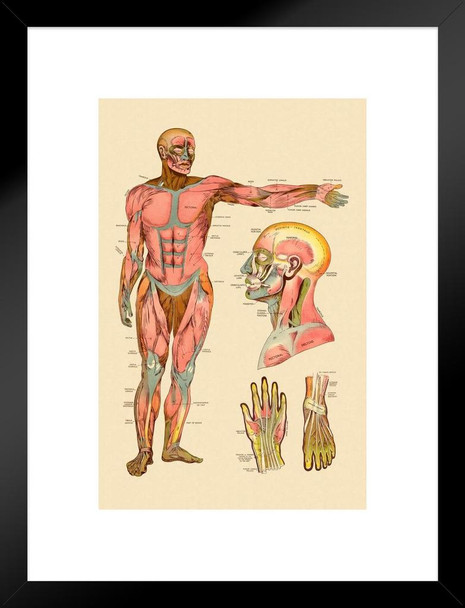 Diagram Of Front Muscles Of Human Body Vintage Anatomy Chart Matted Framed Art Print Wall Decor 20x26 inch