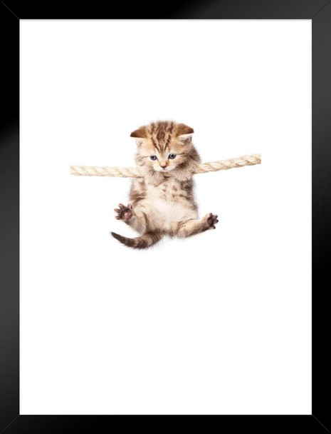 Cute Kitty Cat Hanging On To Rope Photo Hang in There Cat Poster Funny Wall Posters Kitten Posters for Wall Cat Poster Funny Cat Poster Inspirational Cat Poster Matted Framed Art Wall Decor 20x26