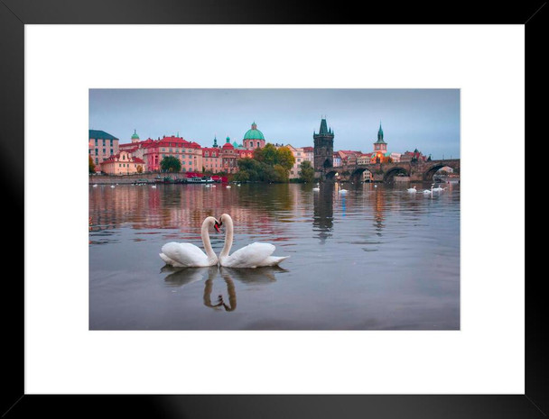 Two Swans Forming Shape Of Heart Photo Photograph Bird Pictures Wall Decor Beautiful Art Wall Decor Feather Prints Wall Art Nature Wildlife Animal Bird Prints Matted Framed Art Wall Decor 26x20